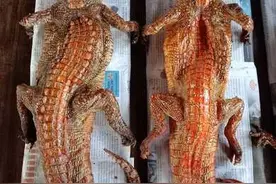 柬埔寨美女把鳄鱼变烤肉，在本地市场走红图片