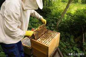 撤下来的巢脾应该怎么办？要合理利用，认真保存，留给蜂群需要时图片