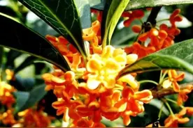 “富种月桂穷种银，满园金桂终为贫”，很多人对这句话还不清楚？图片