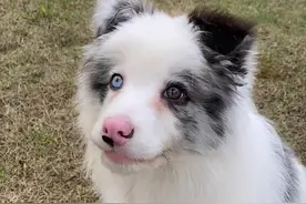 捡到一只边牧幼犬，养了一晚上，终于明白了它被遗弃的原因图片