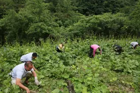 独手男子收养双胞胎弃婴，却意外成千万富翁，今返乡带领乡亲致富图片