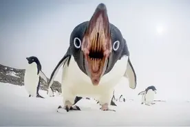 为了生存，不择手段，呆萌的企鹅为何被称为动物界中的黑暗王者？图片