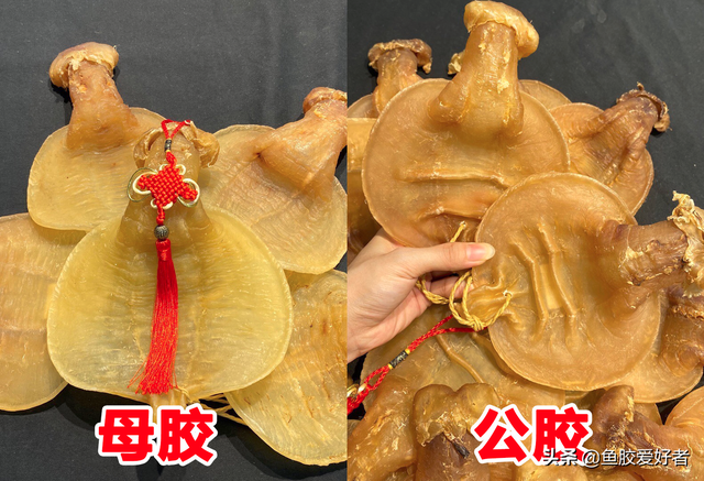 赤鱼胶图片大全 2026年赤鱼胶的营养价值及功效