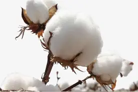 棉花小知识图片