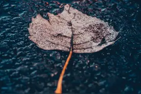 雨的季节·雨滴超清壁纸图片