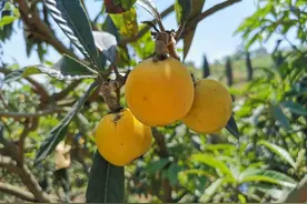 又大又甜！绵竹的枇杷熟了，赶快去摘图片