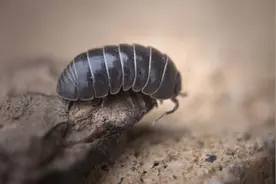 万名学生捕捉西瓜虫做实验，其实这种小虫子，还是一种懒人宠物图片