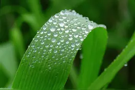 有露水如何打除草剂？顶着露水打还是露水干了打？除草技巧有讲究图片