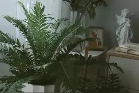 五种小盆栽，耐阴又好养，办公室养几盆，增财运、旺事业图片