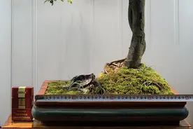 小叶榆树，超级好养的盆景图片