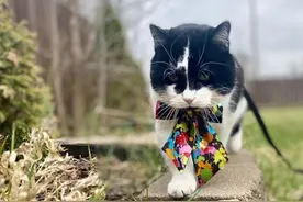 小女孩写信给在天堂的猫咪，快递员暖心回信，数万网友感动哭图片