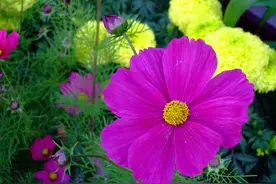 忘不掉昨日的时光，就算各一方，依然把你放心上，一生无悔图片