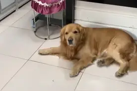 猫咪天天在外惹祸，金毛操碎了心，霸气“叼回家”向主人邀功图片