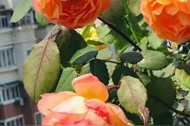 家里有院子，建议养这5种花，高级的私家花园至少养一种图片