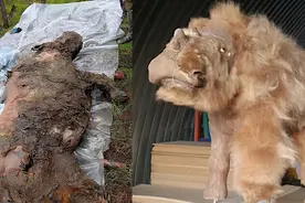 全球各处冻土层融化，5种史前生物遗骸现世，揭开其神秘面纱图片