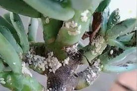 冬天植物有“蚧壳虫”，辣椒水、大蒜水都没用，有效方法只有1个图片