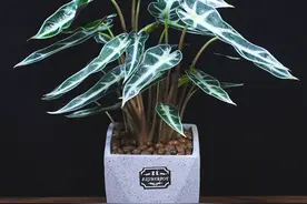 5种“耐阴花”，家里采光差，一样常开花，高端大气又好养图片