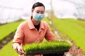 加快推进重点项目，精准助力涉农企业，武汉农业集团复工给市民“加菜”图片