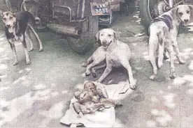 垃圾箱旁1女婴，3条狗看守一夜图片