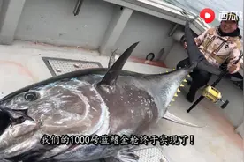 钓到一条900多斤蓝鳍，到底是吃还是卖，西瓜视频告诉你答案图片
