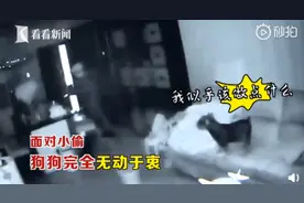 市民家中遭入室盗窃，宠物狗全程安静围观图片