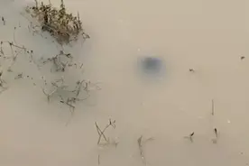 湖北一女子将养了三年的乌龟放生，不料放生多次，乌龟都游回来了图片