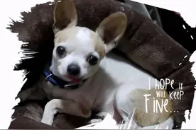 做了18项检查，宠物狗吃药后死亡！宠物医院医生：很可惜但感觉很冤枉图片