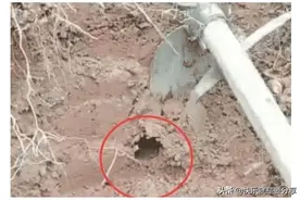 男子在田里锄地，在洞口挖出了“黄金蟒”，上前看清后撒腿就跑图片
