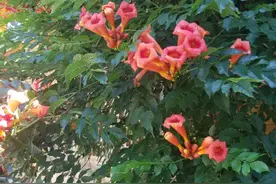 凌霄花是一种怎样的植物？图片