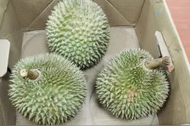 马来榴莲之王--黑刺图片