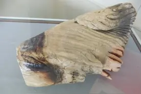 11个大象你不知道的冷知识图片