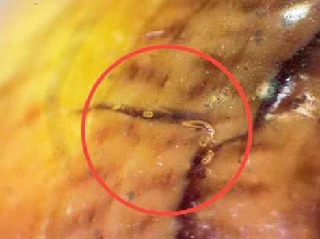 作假“金丝柳”的特征详谈