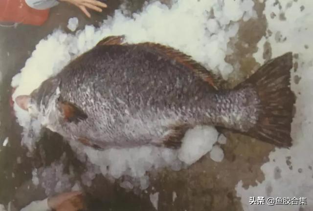 鳘鱼胶的功效和品种 2026年鳘鱼胶的功效及吃法