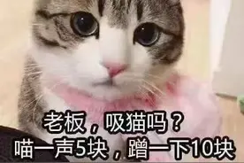 上海一男子花5万元“吸猫”，结果被刑拘！网友：不怕晚上睡觉被挠死？图片