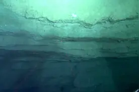 科学家发现5.5亿年前海底生物，形态奇特似树叶图片