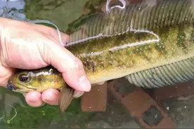 江西吉安的野河中发现罕见的七星鱼，为何极少有人钓到它？图片