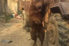 大爷山上捡来了一条流浪狗，却不料长大后变了样，网友：黑瞎子图片