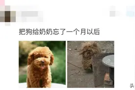 把狗狗给奶奶养一个月以后，都不知道它经历了什么，哈哈哈笑抽了图片