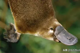 辟谣：哺乳动物都有乳房乳头？不，啥都没有的鸭嘴兽也能喂奶图片