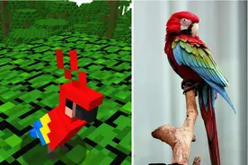我的世界：鹦鹉到底能不能吃曲奇？这些鹦鹉的秘密你知道吗？图片