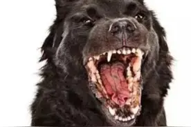 遇到狗怎么办，家长们一定要告知孩子“遇到狗”的自救方法图片