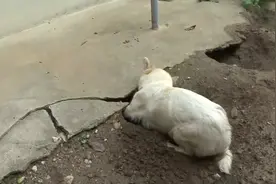 狗狗在院子里挖两个大洞，3天不出洞，主人钻洞拉出7只幼崽图片