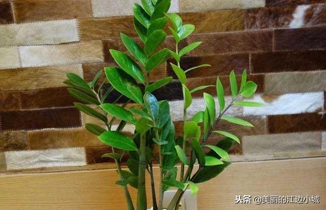 金钱树的养殖方法和注意事项是啥（金钱树养护技巧）