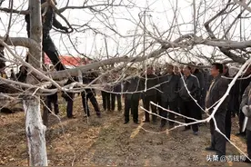 山东省莱西苹果四季修剪技术图片