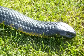 像眼镜王蛇一样粗壮，同黑王蛇一般炫酷，世界十大毒蛇——黑虎蛇图片