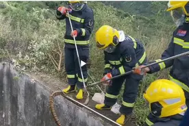 云南废弃水池发现眼镜王蛇 蛇王易危的2大原因，其中人类危害最大图片