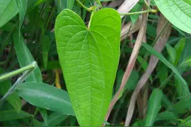 有钱都不一定能买到的“山药”，富含“青春素”，美女的最爱图片