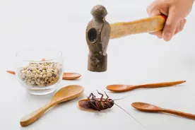 为什么南方的蟑螂又大又会飞？图片