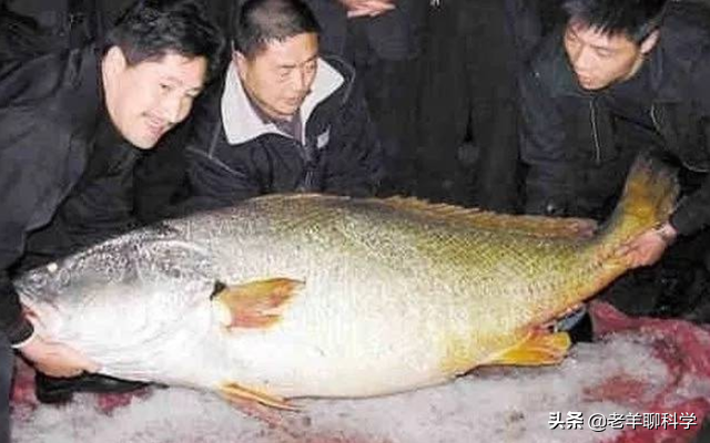 取花胶 2026年取花胶的是什么鱼