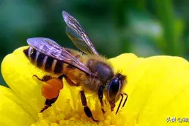 蜂蜜不是蜜蜂的“粑粑”，那么蜂群中有“厕所”吗？佩服蜜蜂智慧图片